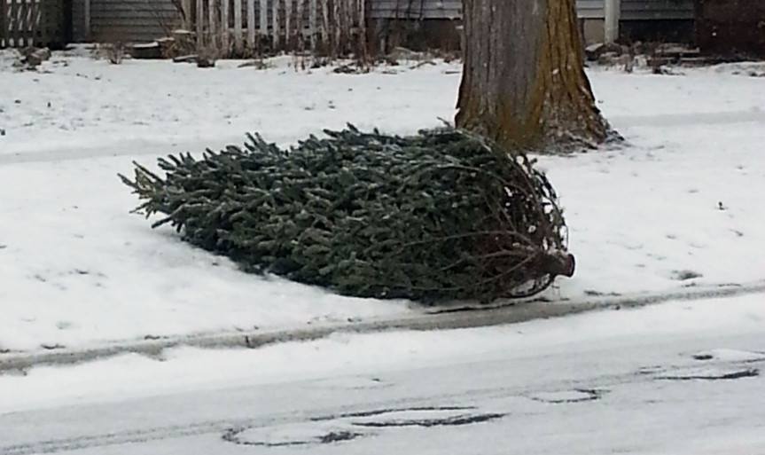 Christmas Tree Pickup Stock Image Christmas Tree Pickup Stock Image