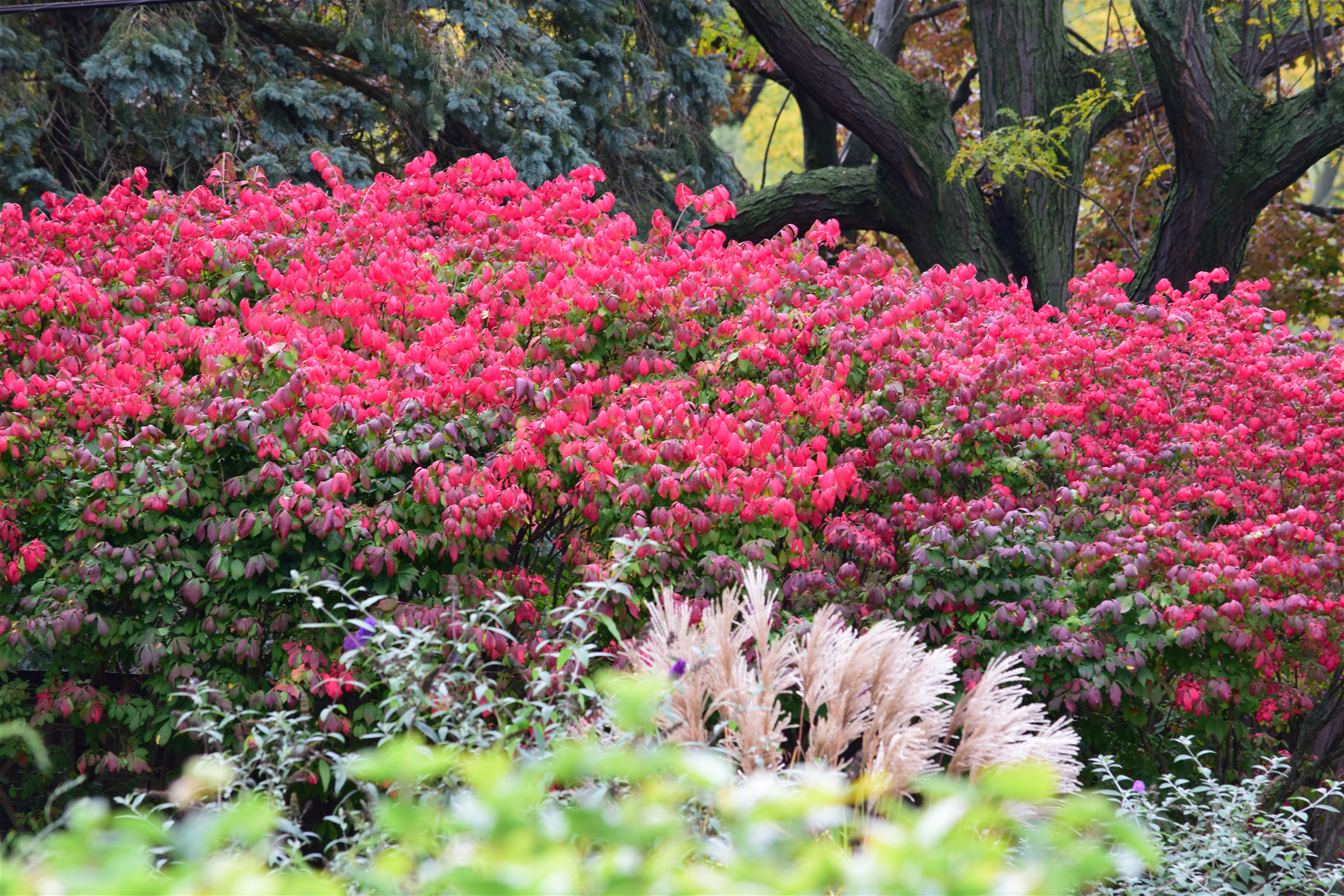 gurneeflowers gurneeflowers