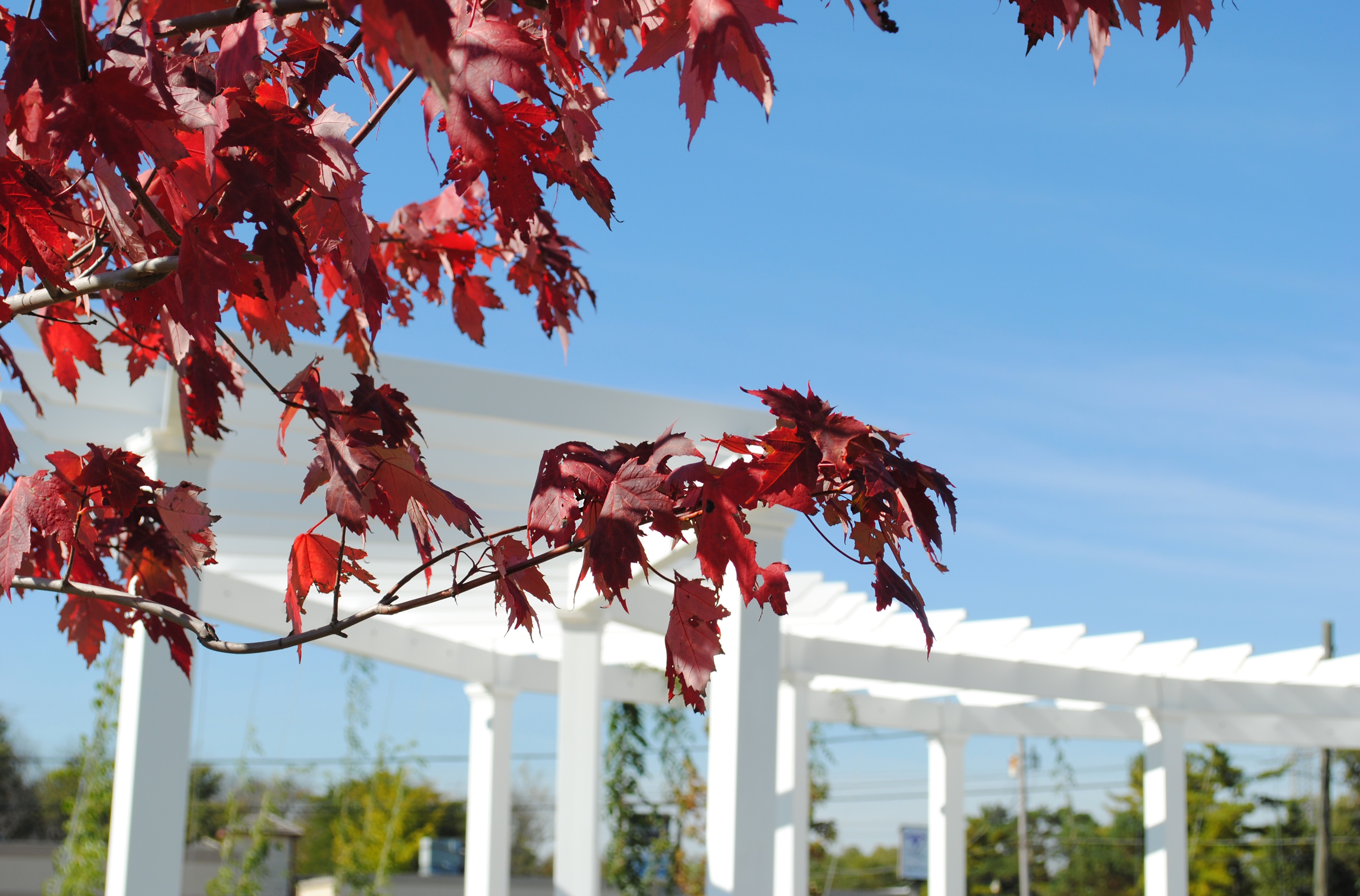 Welton Plaza Fall JPEG Welton Plaza Fall JPEG
