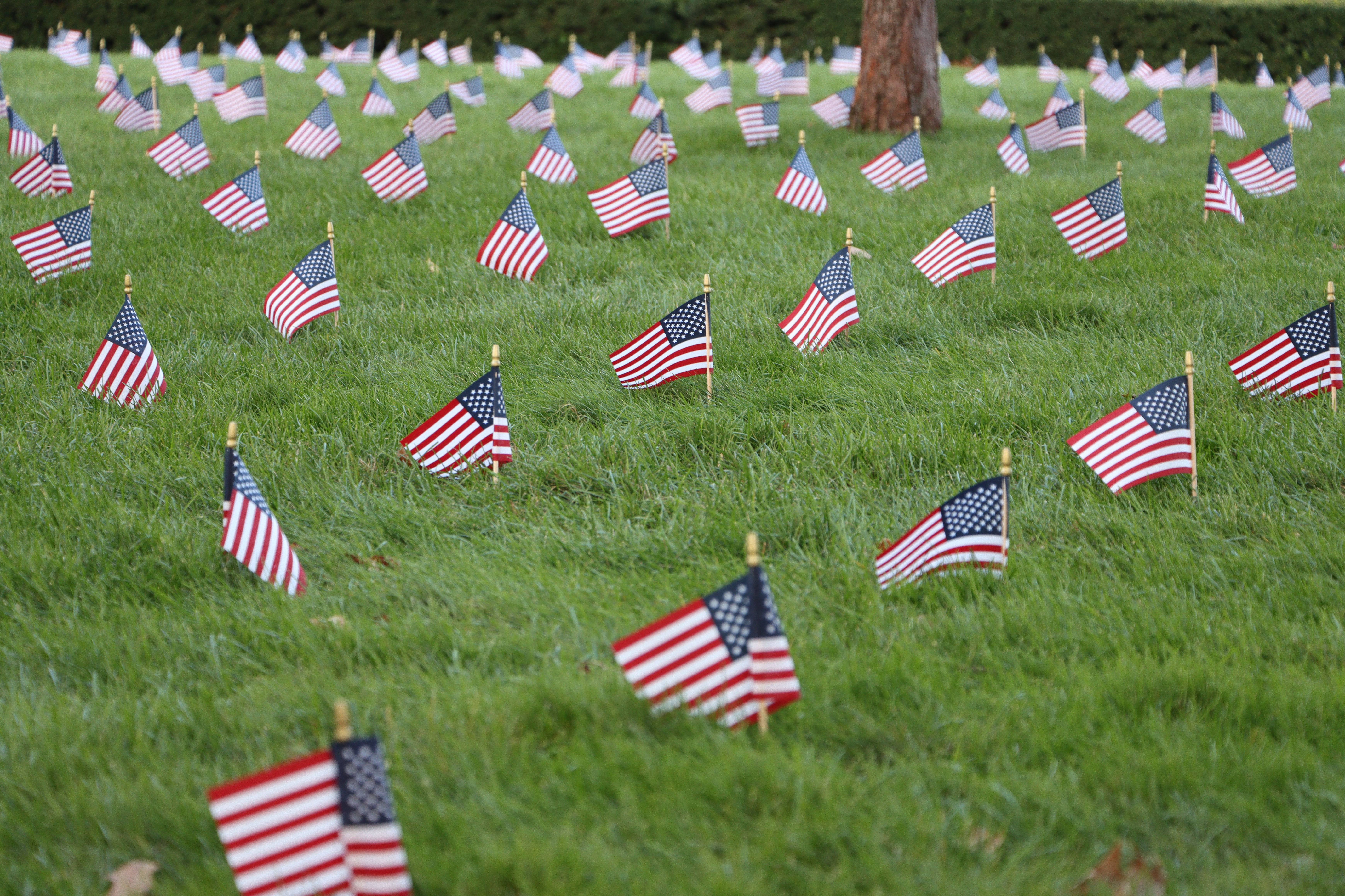 memorial_day_field-of-flags