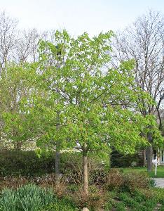 Parkway Tree