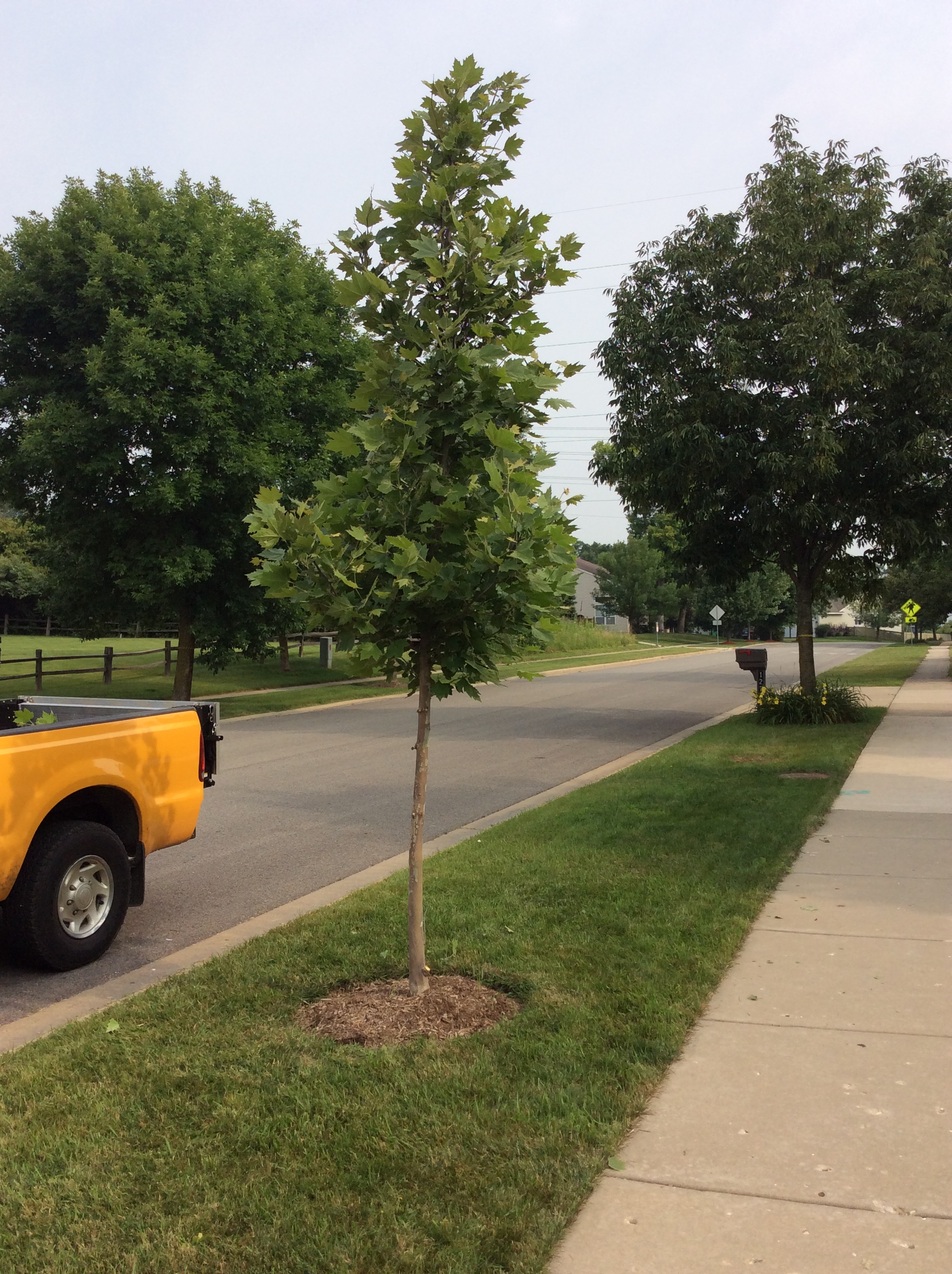 Parkway Tree2